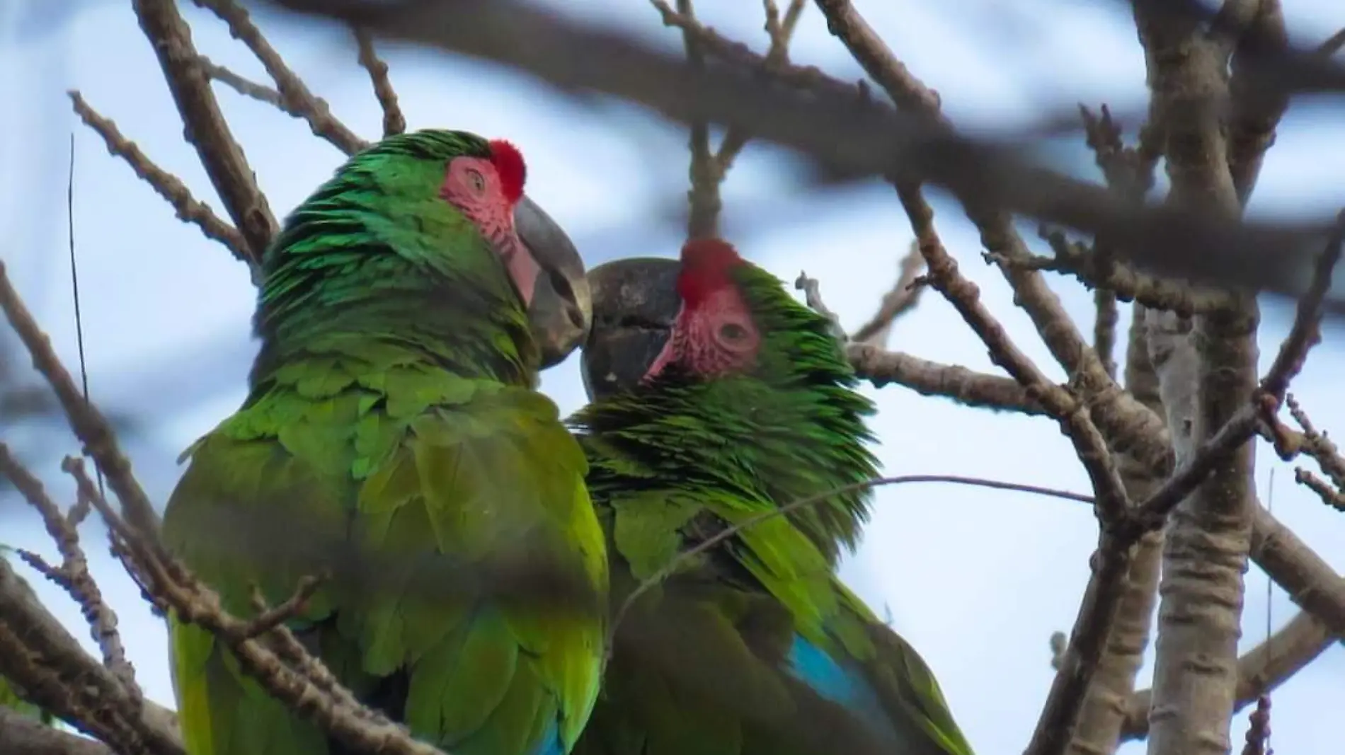 guacamaya verde